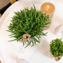 Rhipsalis mix in witte sierpotten